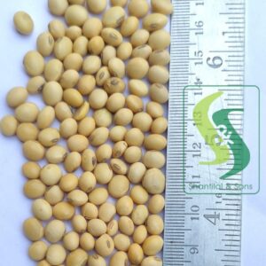 Green Aura Soybean for tofu 35kg